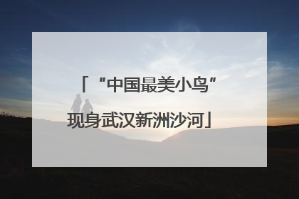 “中国最美小鸟”现身武汉新洲沙河