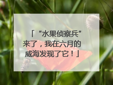 “水果侦察兵”来了，我在六月的威海发现了它！