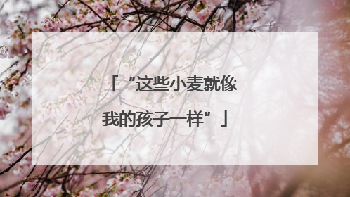 “这些小麦就像我的孩子一样”