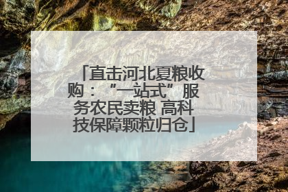 直击河北夏粮收购：“一站式”服务农民卖粮 高科技保障颗粒归仓