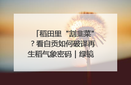 稻田里“割韭菜”？看自贡如何破译再生稻气象密码｜绿镜头·发现中国