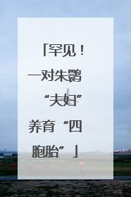 罕见！一对朱鹮“夫妇”养育“四胞胎”