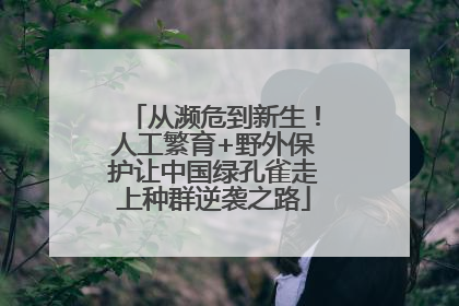 从濒危到新生！人工繁育+野外保护让中国绿孔雀走上种群逆袭之路