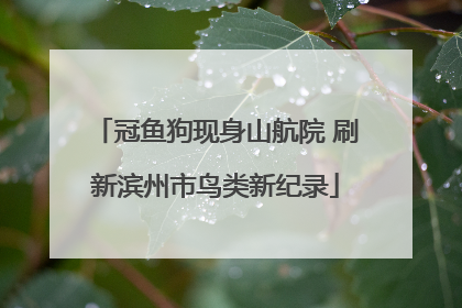 冠鱼狗现身山航院 刷新滨州市鸟类新纪录