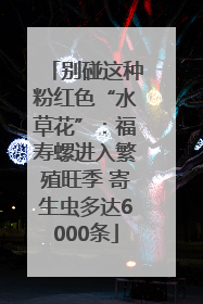 别碰这种粉红色“水草花”：福寿螺进入繁殖旺季 寄生虫多达6000条