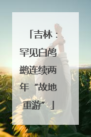 吉林：罕见白鸬鹚连续两年“故地重游”