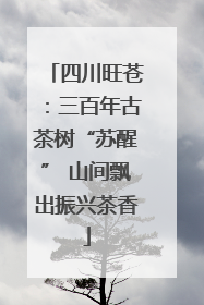 四川旺苍：三百年古茶树“苏醒” 山间飘出振兴茶香