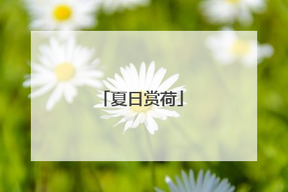 夏日赏荷