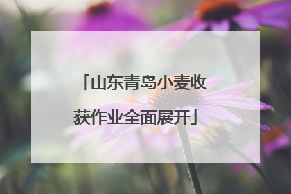 山东青岛小麦收获作业全面展开