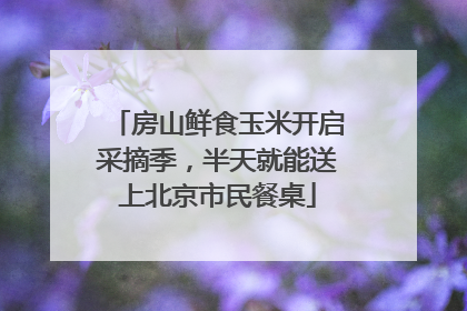 房山鲜食玉米开启采摘季，半天就能送上北京市民餐桌