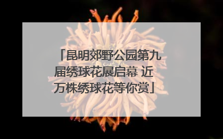 昆明郊野公园第九届绣球花展启幕 近万株绣球花等你赏