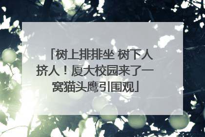 树上排排坐 树下人挤人！厦大校园来了一窝猫头鹰引围观