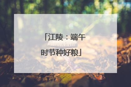 江陵：端午时节种好粮