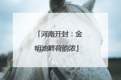 河南开封：金明池畔荷韵浓