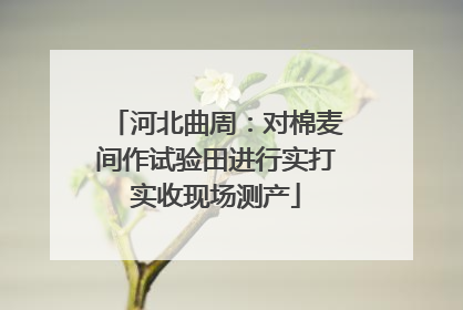 河北曲周：对棉麦间作试验田进行实打实收现场测产
