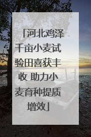 河北鸡泽千亩小麦试验田喜获丰收 助力小麦育种提质增效