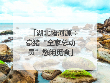 湖北堵河源：豪猪“全家总动员”悠闲觅食