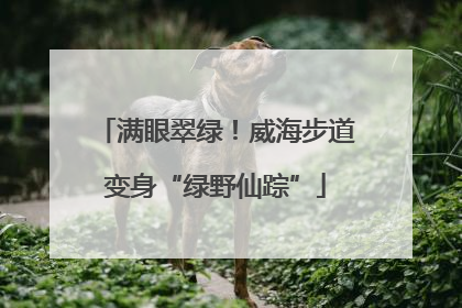 满眼翠绿！威海步道变身“绿野仙踪”