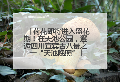 荷花即将进入盛花期！在天池公园，邂逅四川宜宾古八景之一“天池晚照”