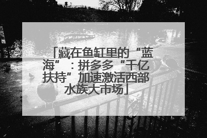 藏在鱼缸里的“蓝海”：拼多多“千亿扶持”加速激活西部水族大市场