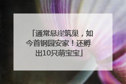 通常悬崖筑巢，如今首钢园安家！还孵出10只萌宝宝