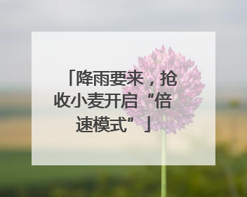 降雨要来，抢收小麦开启“倍速模式”